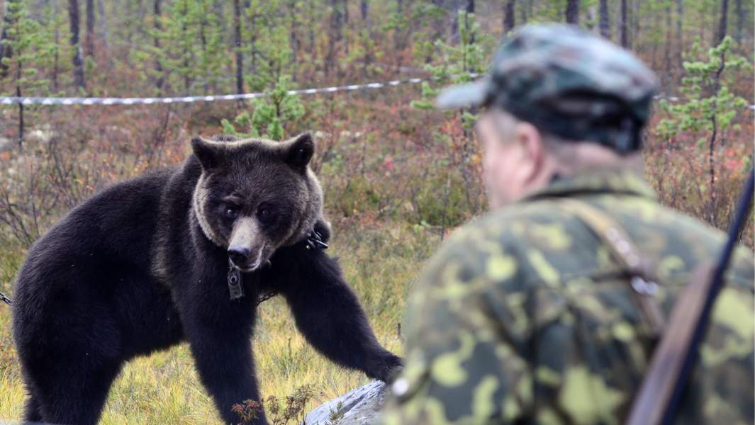 охота на медведя 
