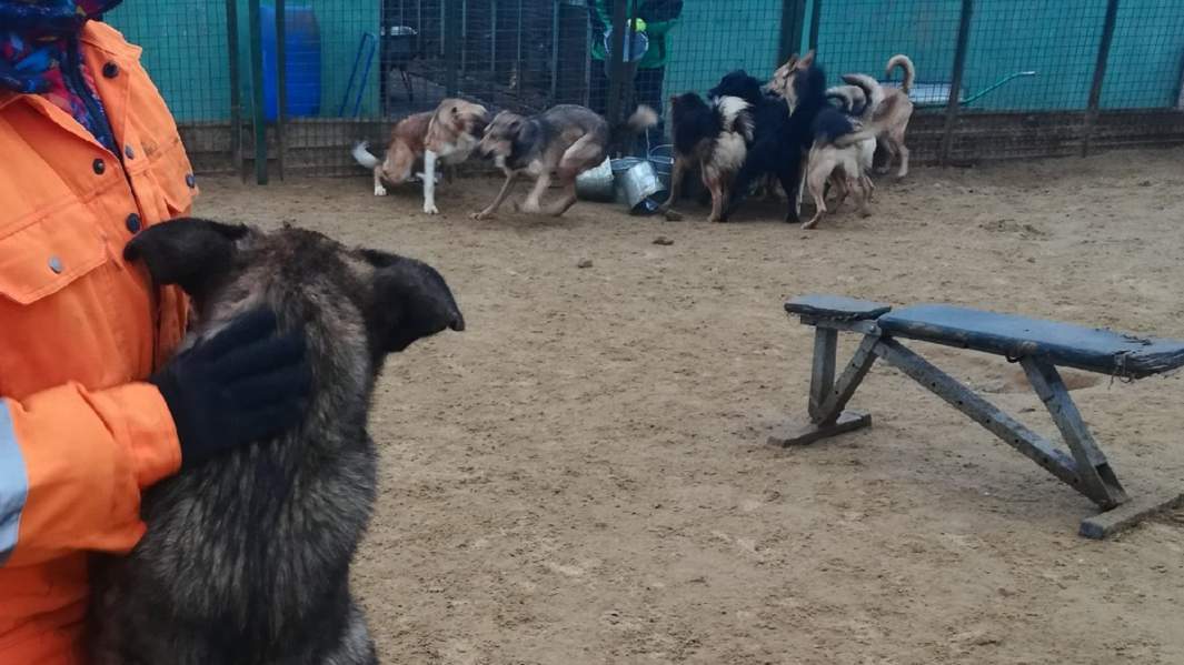 Кожуховский приют 