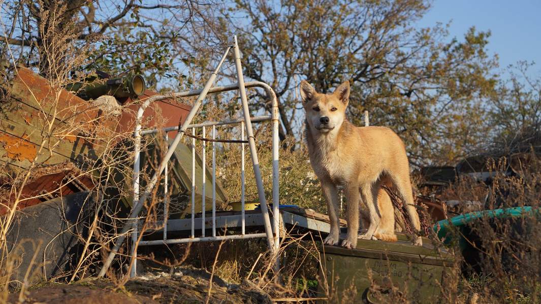 Село в нейтральной полосе