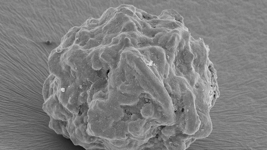 Тканеинженерная конструкция, состоящая из биосовместимой кальций фосфатной керамики и остеобразующих клеток. Тканеинженерная конструкция изготовлена на МКС с помощью биопринтера «Орган.Авт»
