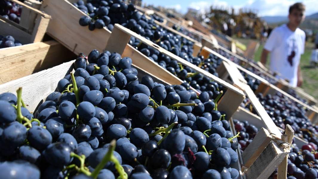 Собранный виноград в ящиках