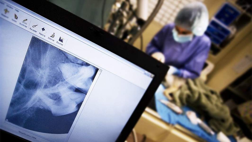 x-ray рентген ветеринар животное медицина