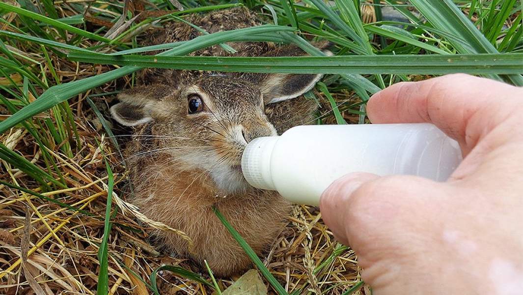 заяц молоко