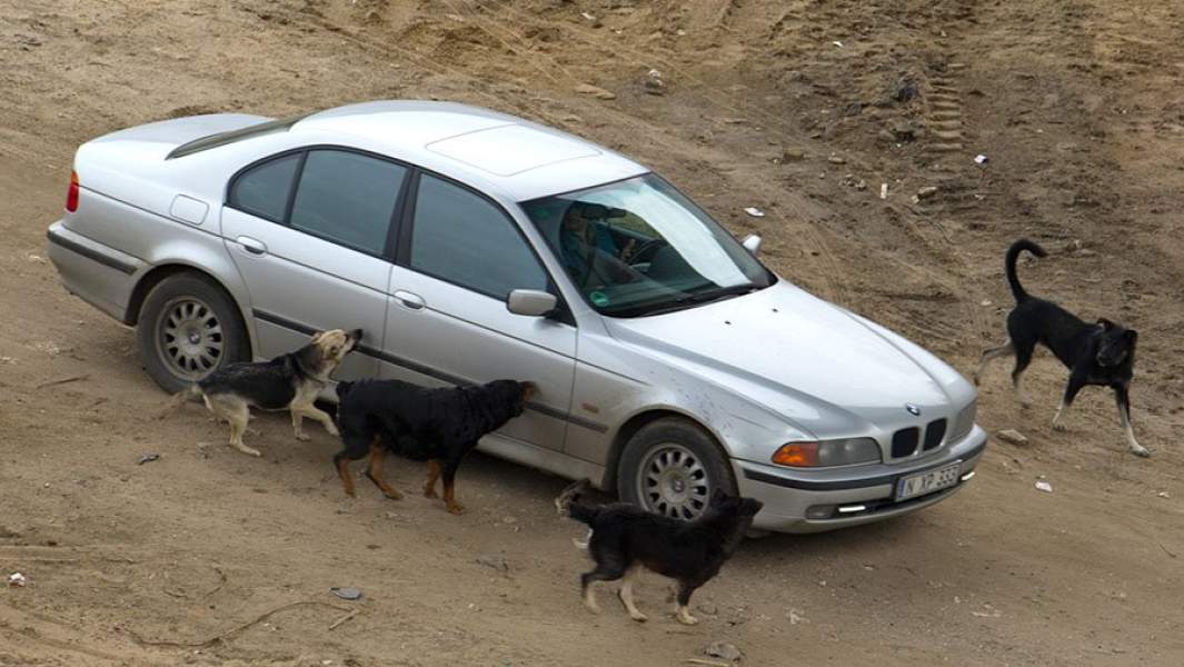 собаки бродячие автомобиль