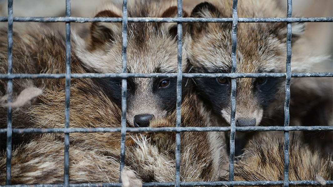 Енотовидные собаки в вольера сафари-парка «Тайган» в Крыму