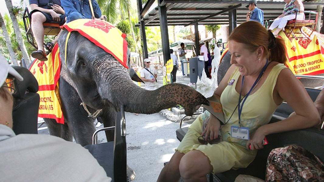 Слон рядом с туристами в тропическом саду Паттайи