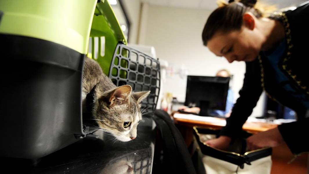 кот в переноске 