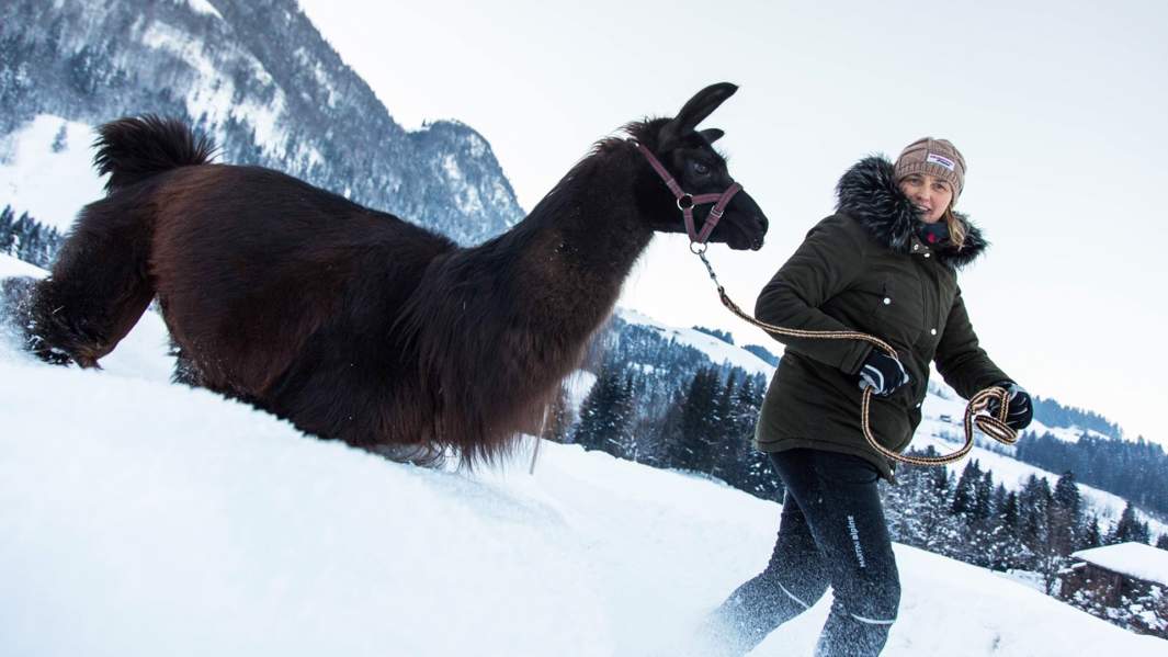 Прогулка с ламой