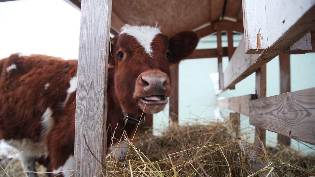 деревня дача сельское хозяйство корова