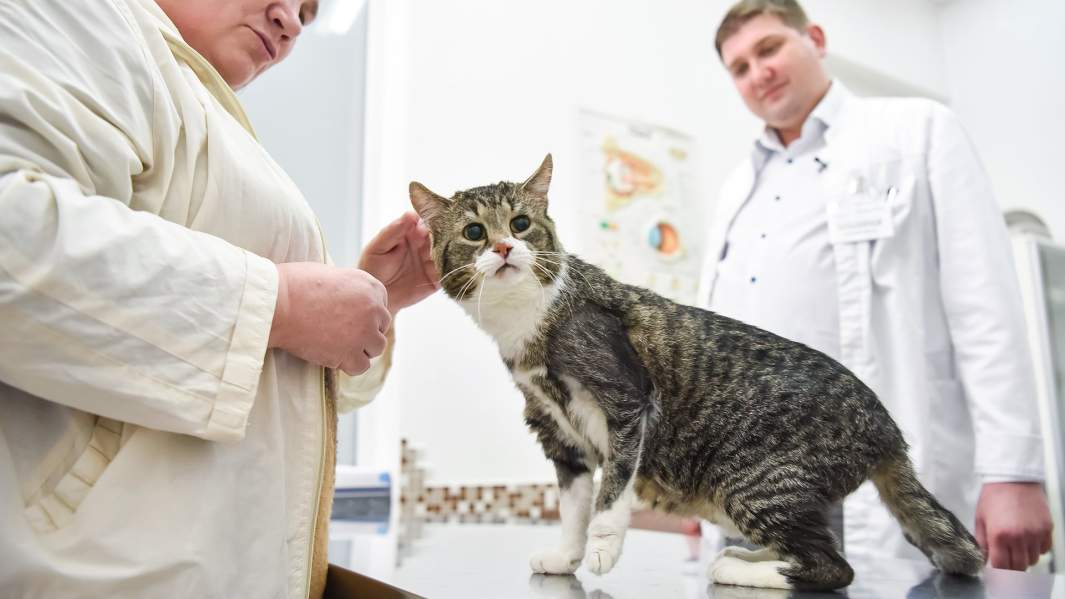 Кот Лапуня после операции