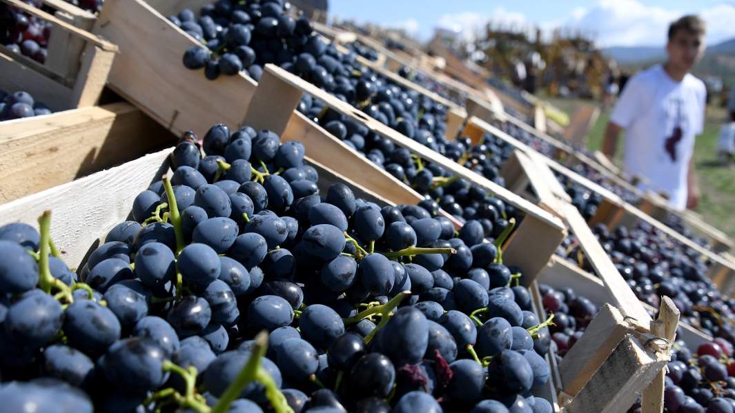 вино виноград фрукты крым