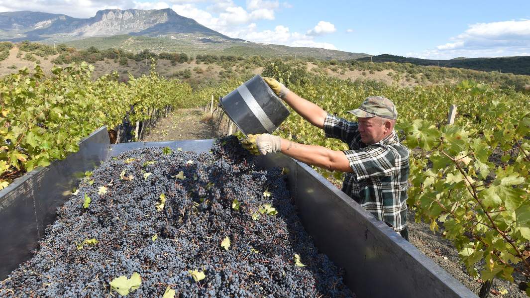 Сбор винограда