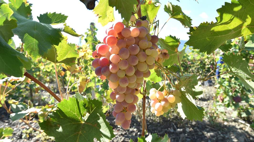 Виноградники