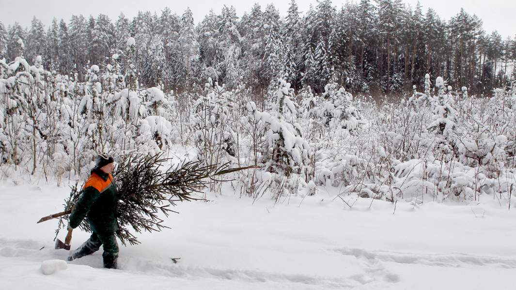 Операция «Ёлка»: в России начались рейды из-за новогодних лесорубов