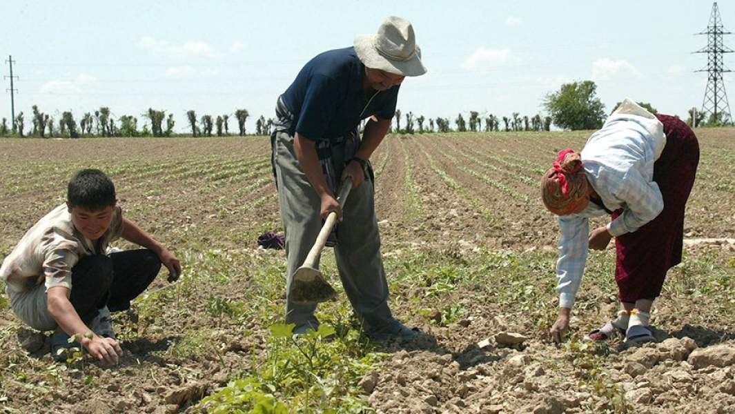 Рабочие фермерского хозяйства на хлопковом поле