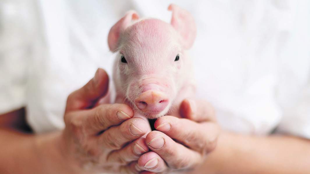 свинья руки медицина