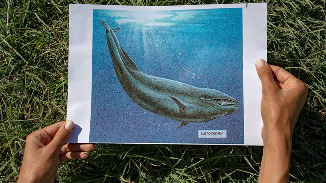 Изображение древнего кита цетотерия