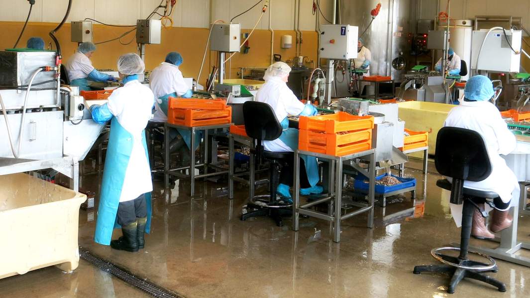 В цеху эстонского рыбоперерабатывающего предприятия DGM Shipping AS