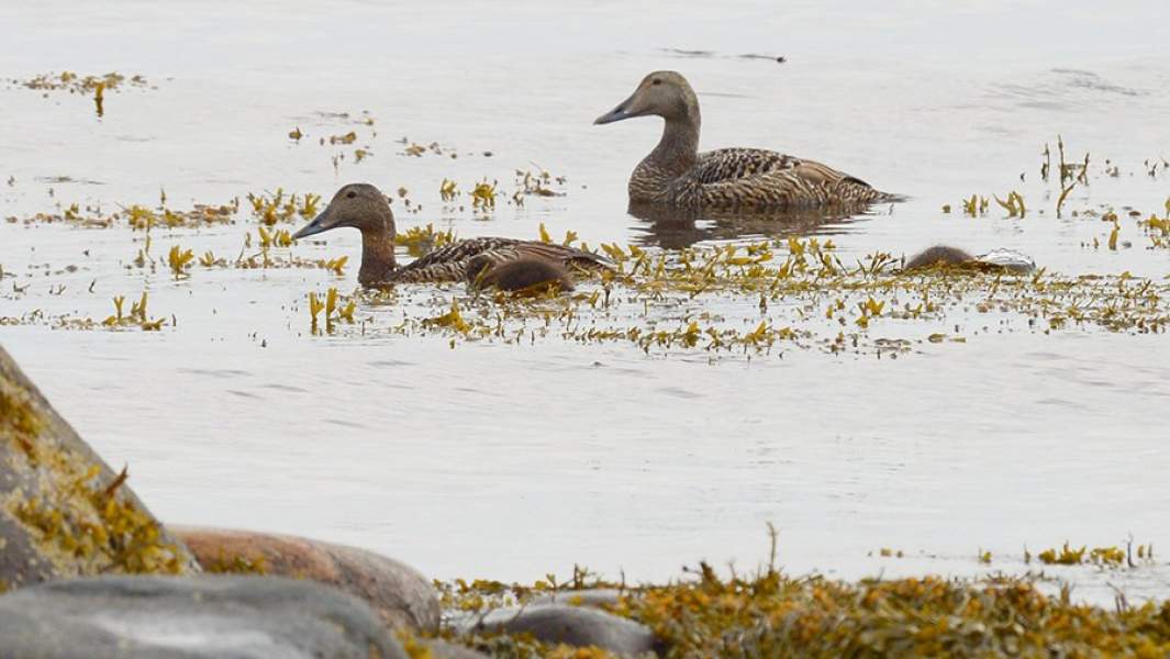 Дикие утки