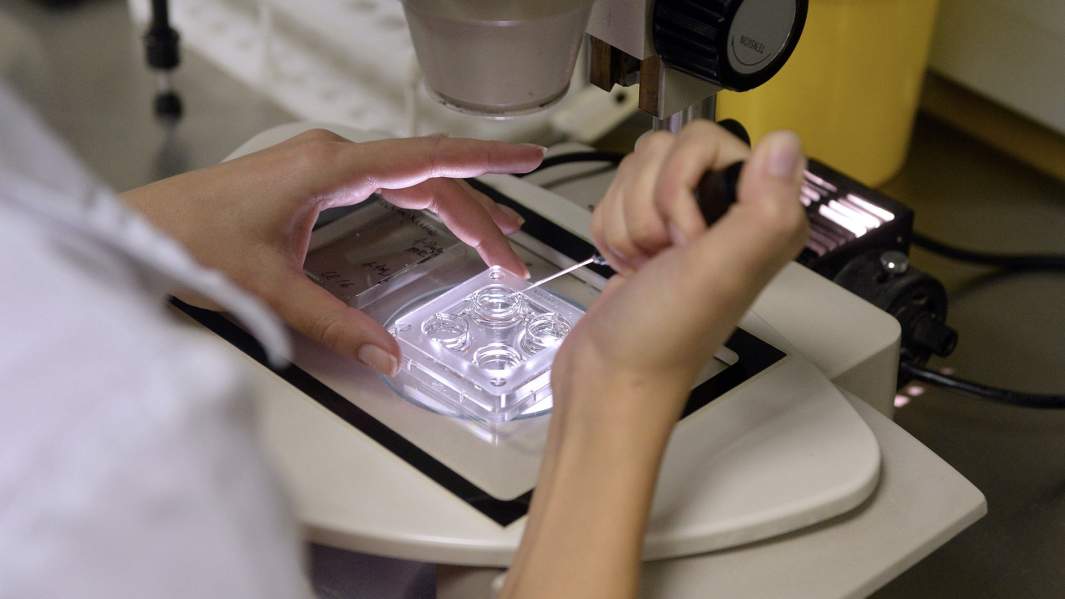 Сотрудница центра занимается оплодотворением яйцеклеток