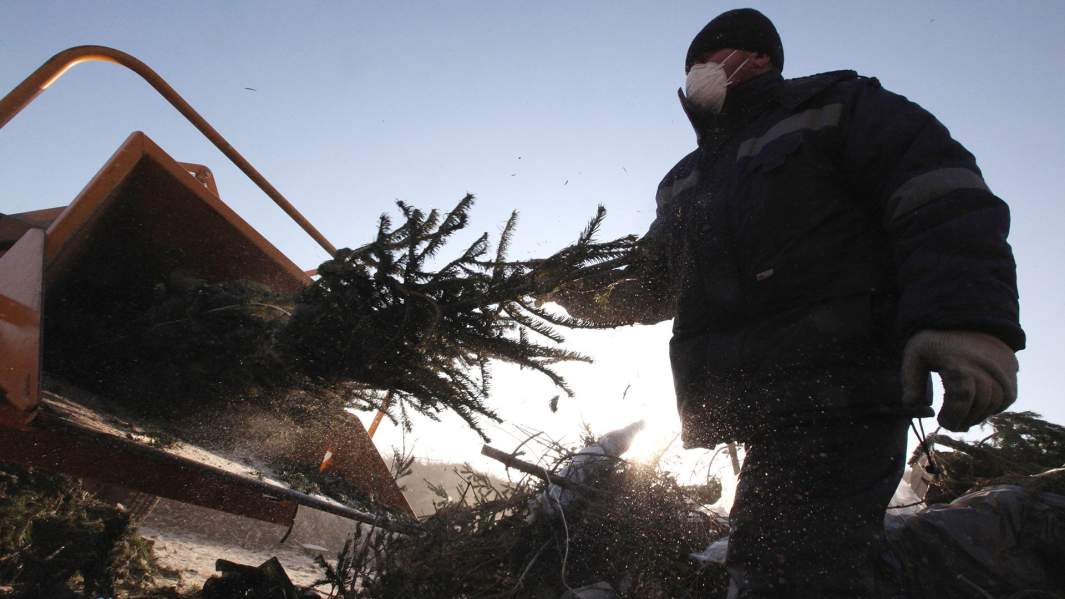 Утилизация новогодних елок в комплексе по переработке и утилизации твердых бытовых отходов (ТБО)