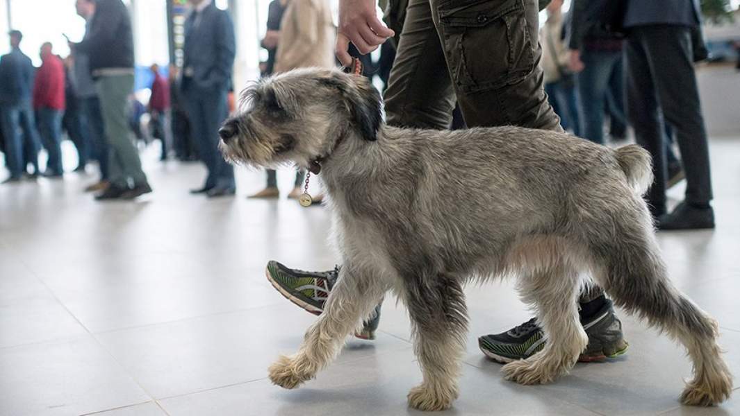 Человек с собакой в аэропорту