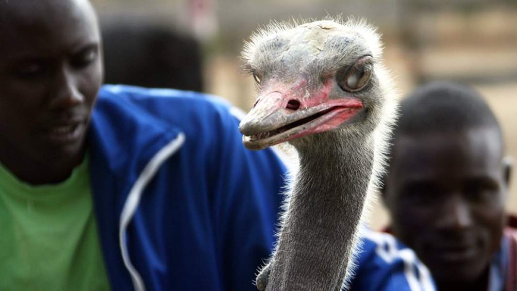 Птичий грипп в Африке