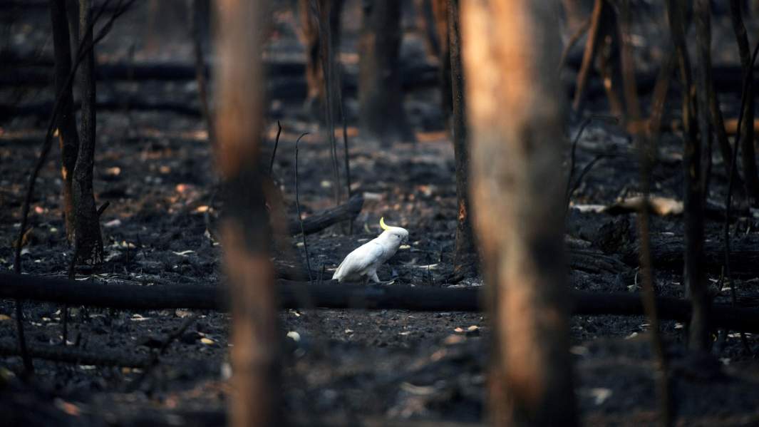 Раненый какаду