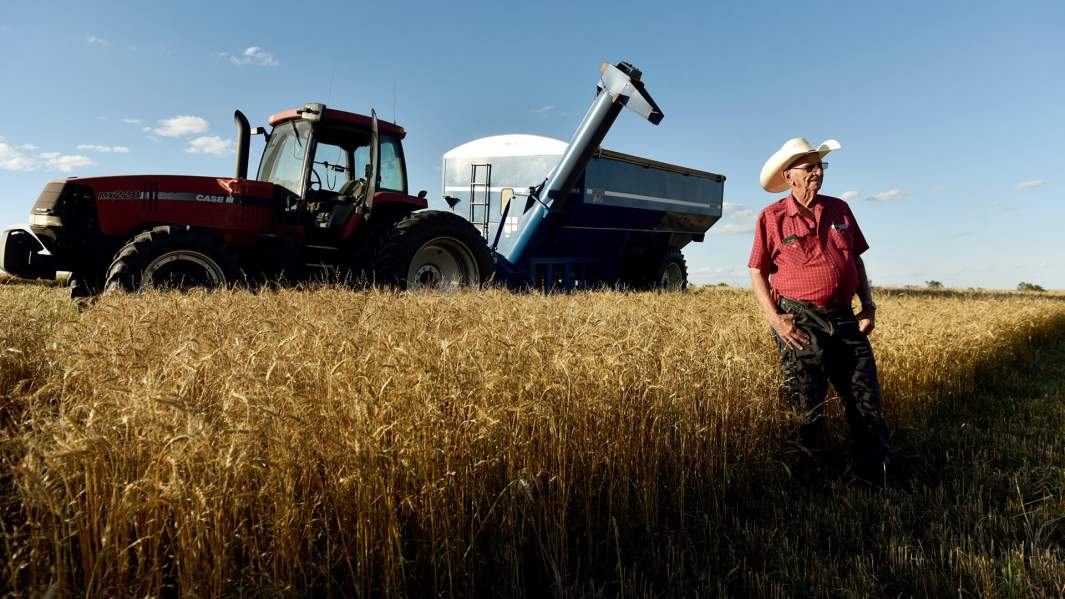 Американский фермер собирает урожай пшеницы