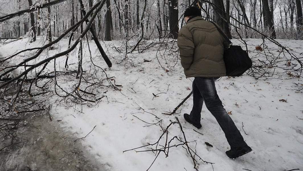 Поваленное дерево