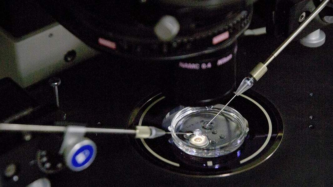 Ввод белка Cas9 в эмбрион