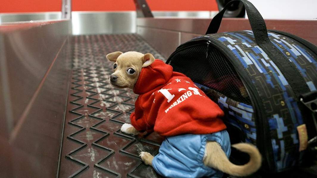 Собака и багаж