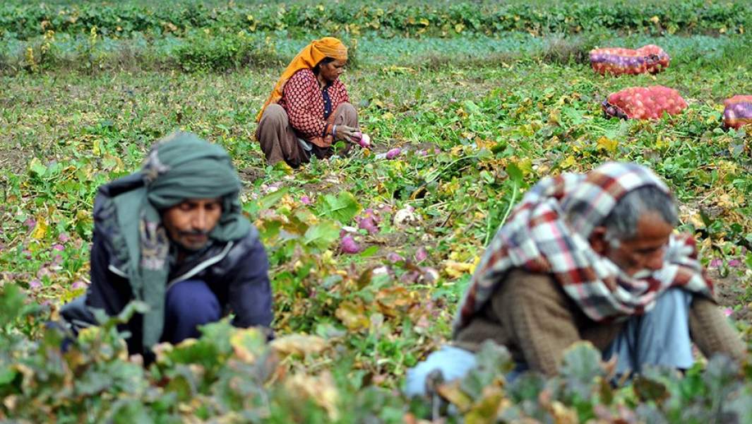 Сбор урожая репы в Кашмире