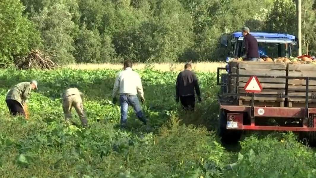 сельскохозяйственные работы эстония поле
