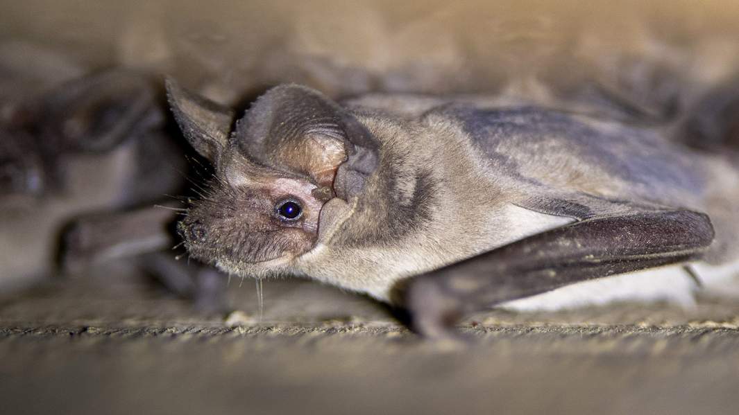 Летуиче мыши