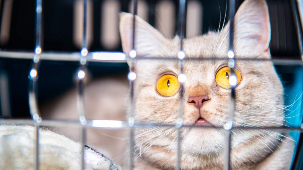 Напугали, телевизор забрали: труженицу тыла лишили имущества за долги внучки