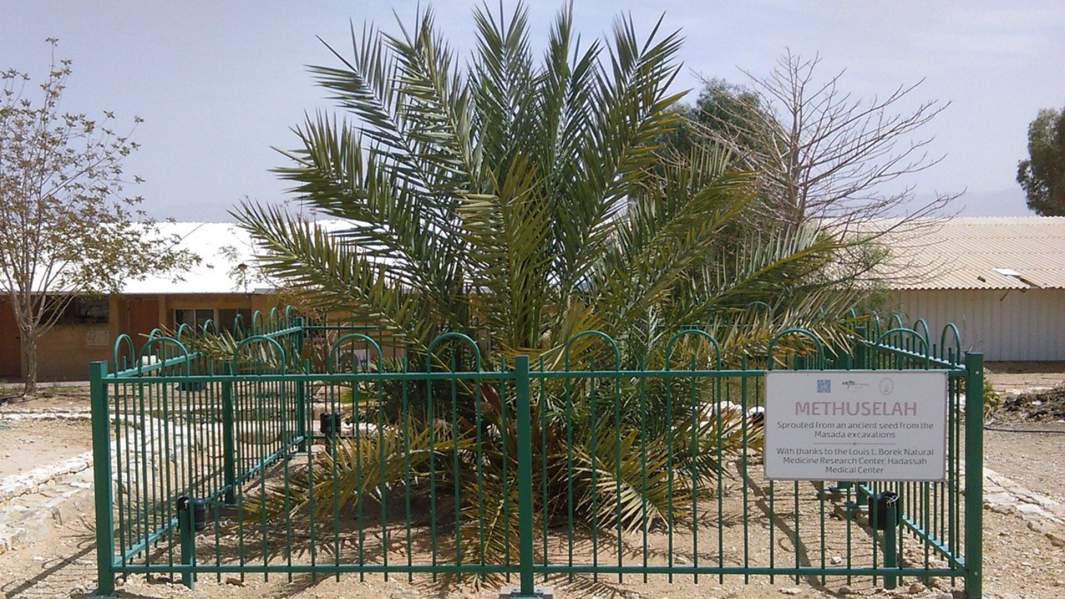 Финиковая пальма, выращенная из 2000-летнего семени