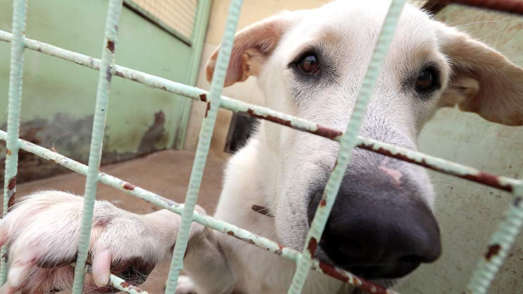Собака в приюте для бездомных собак