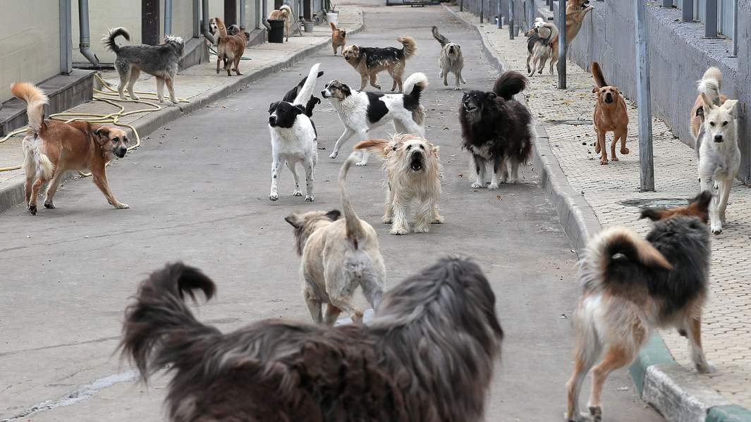 Собаки из приюта 