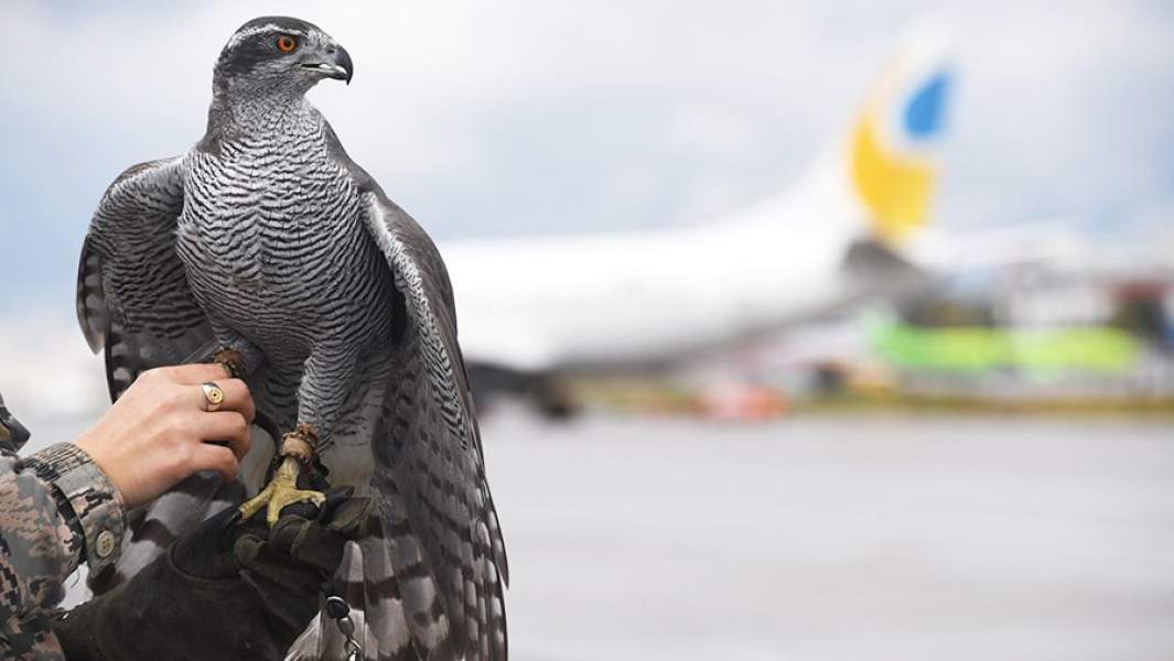 Сотрудница орнитологической службы аэропорта «Домодедово» с ястребом