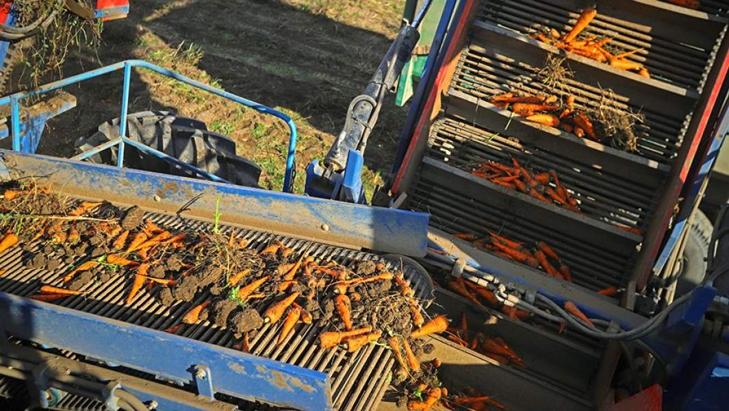 Морковоуборочный комбайн во время сбора урожая