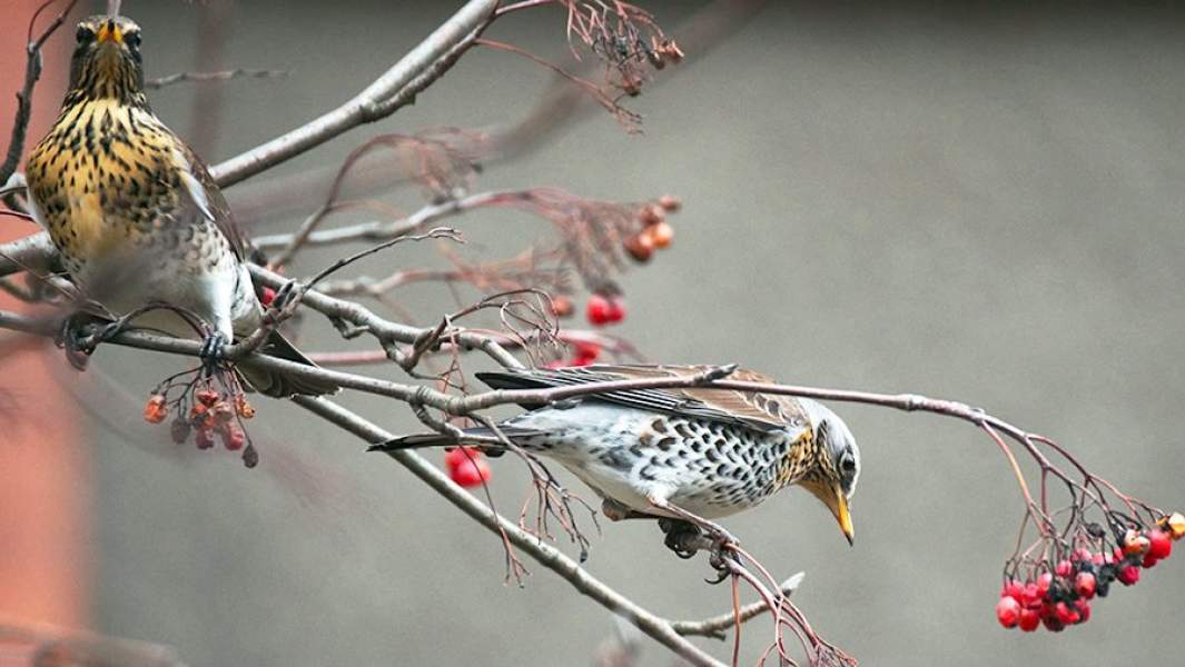 Дрозды-рябинники