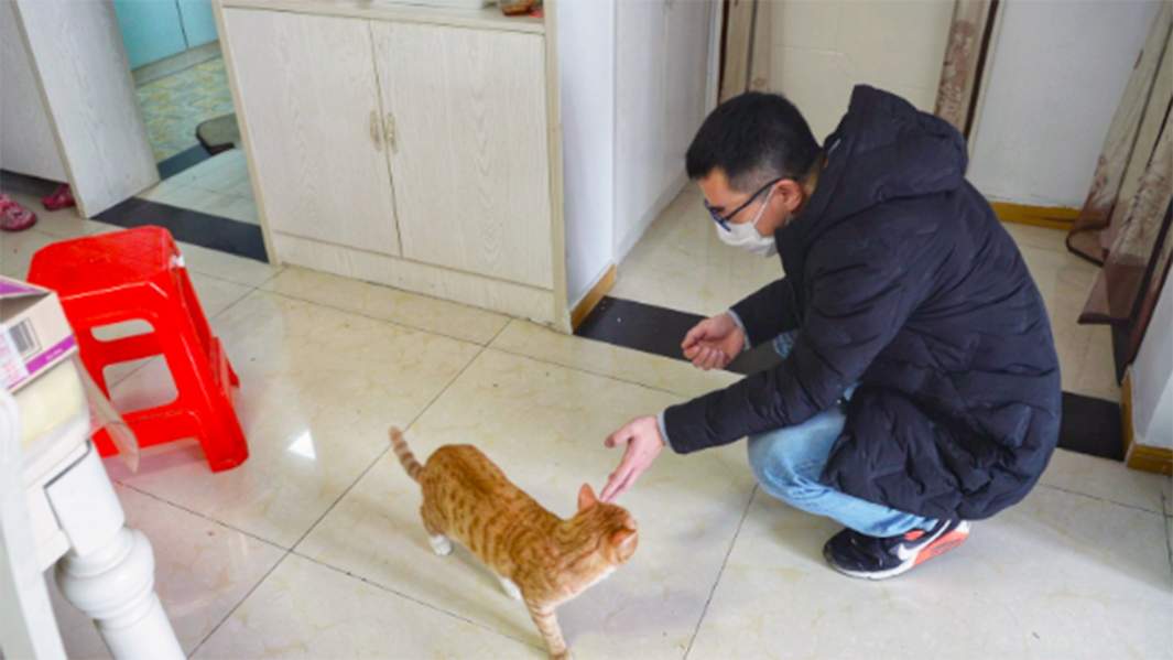 Брошенная кошка