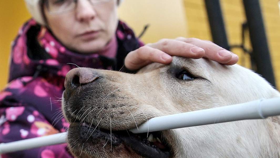 Слабовидящая женщина во время первой встречи со своей собакой-поводырем в школе подготовки собак-проводников Всероссийского общества слепых