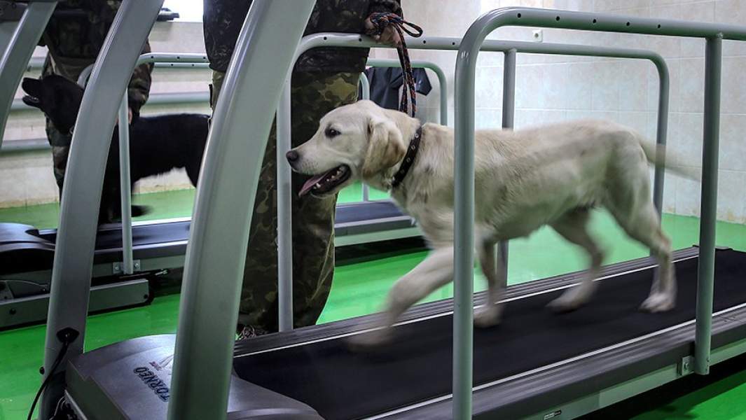 Собака-поводырь во время занятий на беговом тренажере в школе подготовки собак-проводников Всероссийского общества слепых