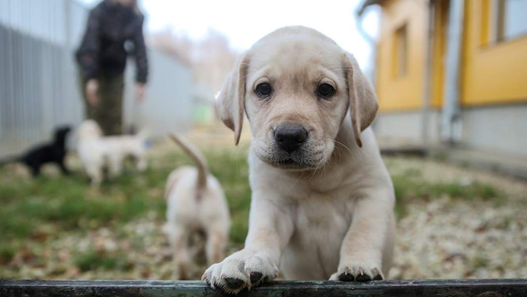 Щенки лабрадора в питомнике школы подготовки собак-проводников Всероссийского общества слепых
