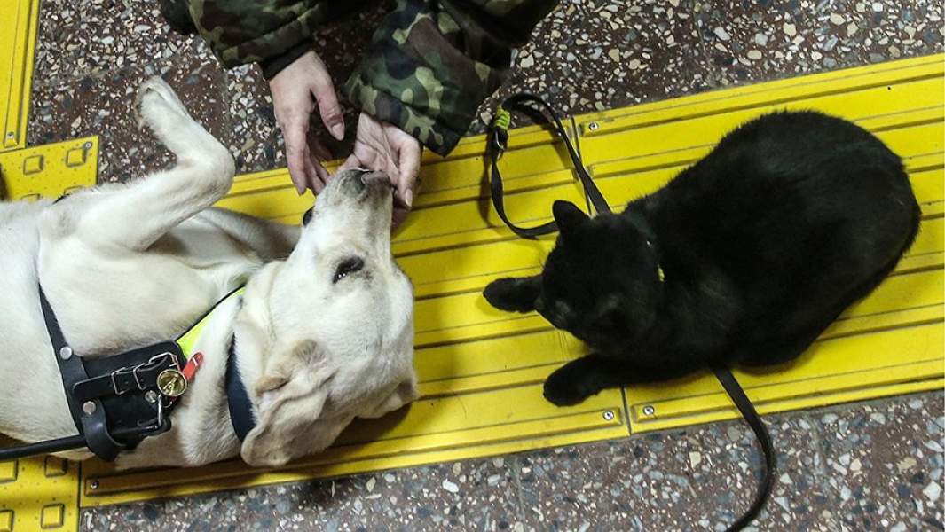 Собака-поводырь в школе подготовки собак-проводников Всероссийского общества слепых