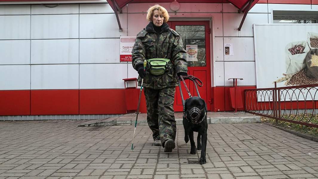 Инструктор школы подготовки собак-проводников Всероссийского общества слепых обучает собаку-поводыря работе на маршруте