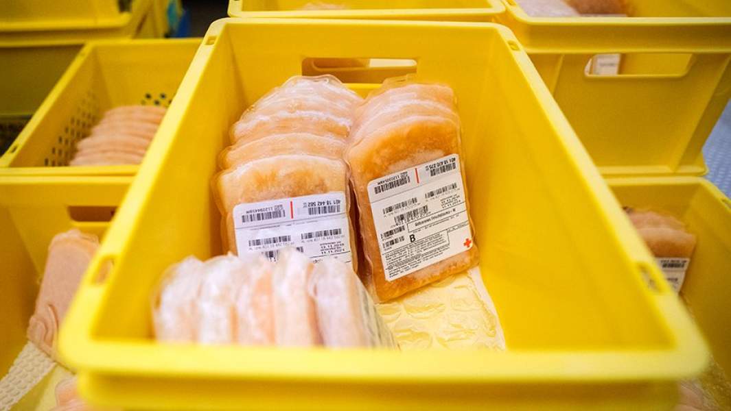 плазма крови