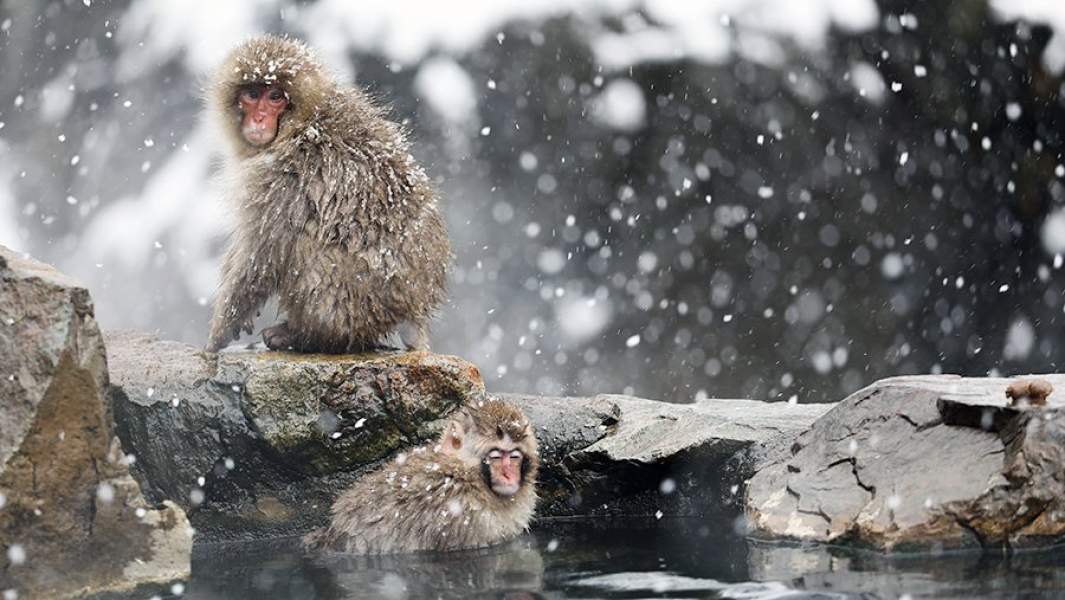 Парк Джидокудани